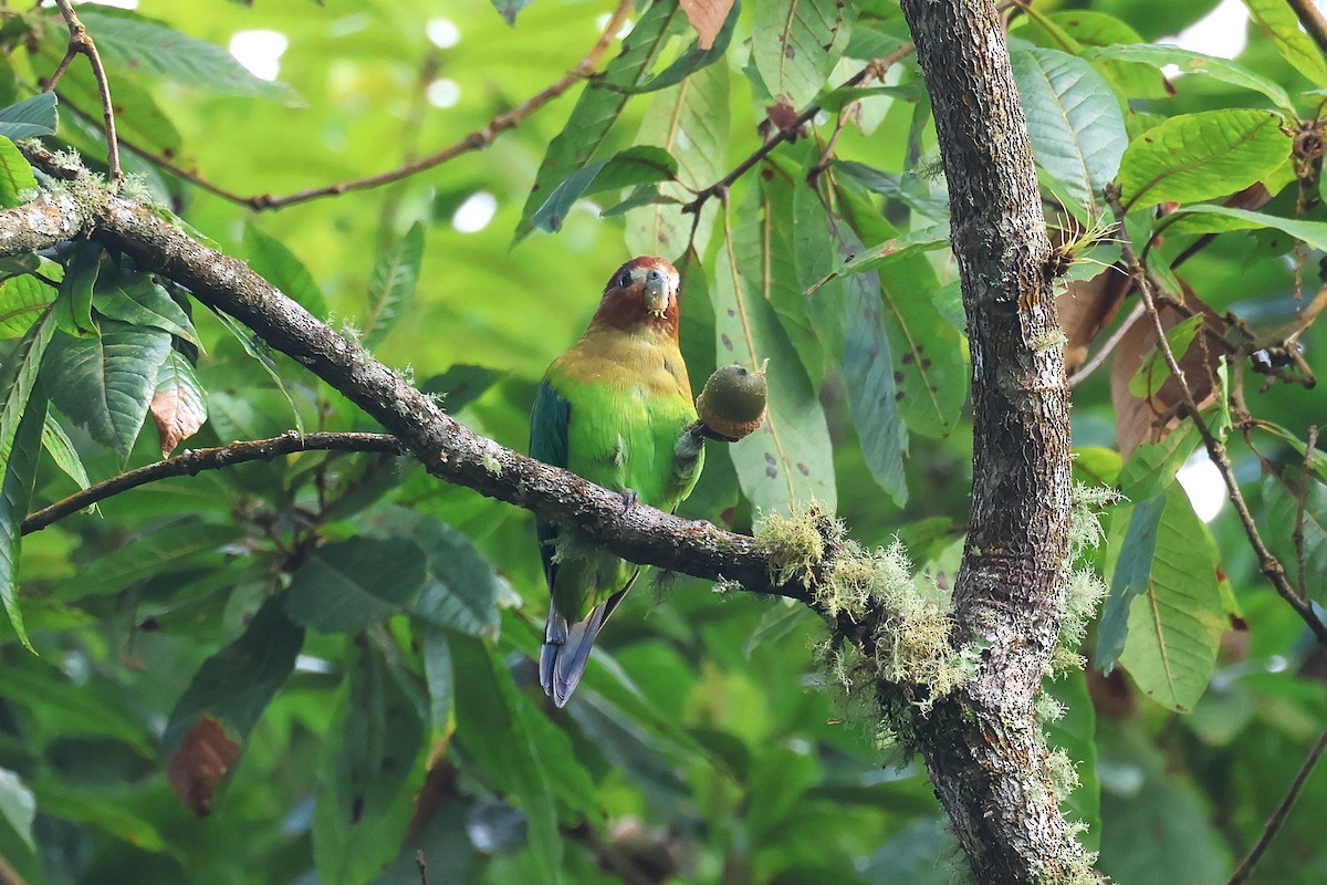 Rusty-faced Parrot - ML627537037