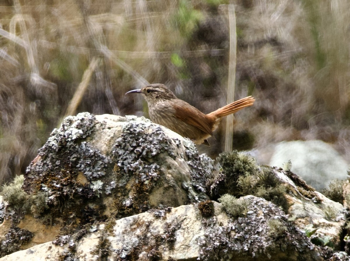 Striated Earthcreeper - ML627537050