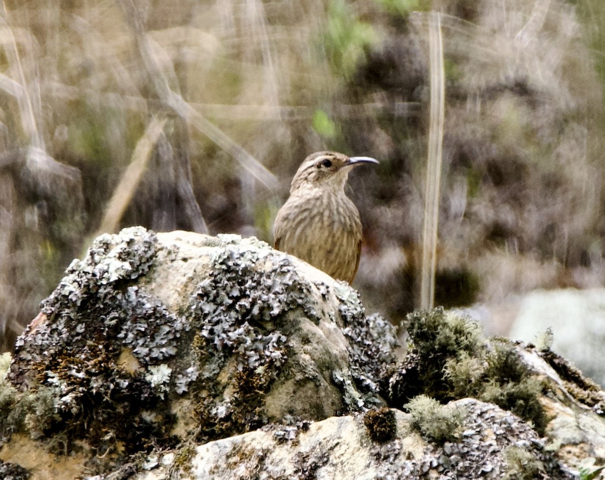 Striated Earthcreeper - ML627537051