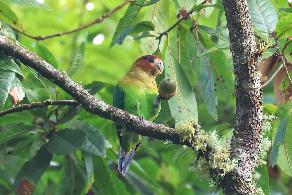 Rusty-faced Parrot - ML627537052