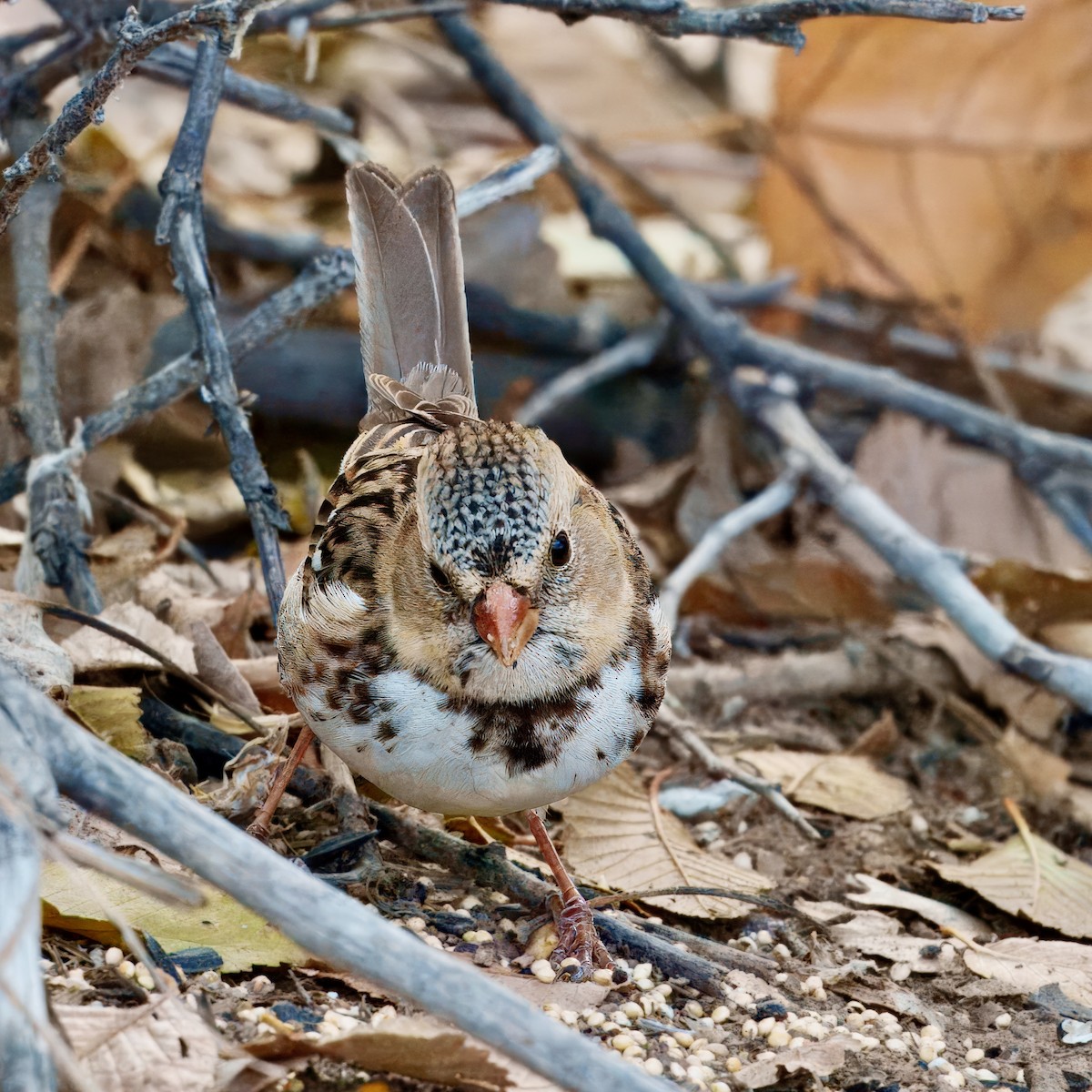 Harris's Sparrow - ML627537485