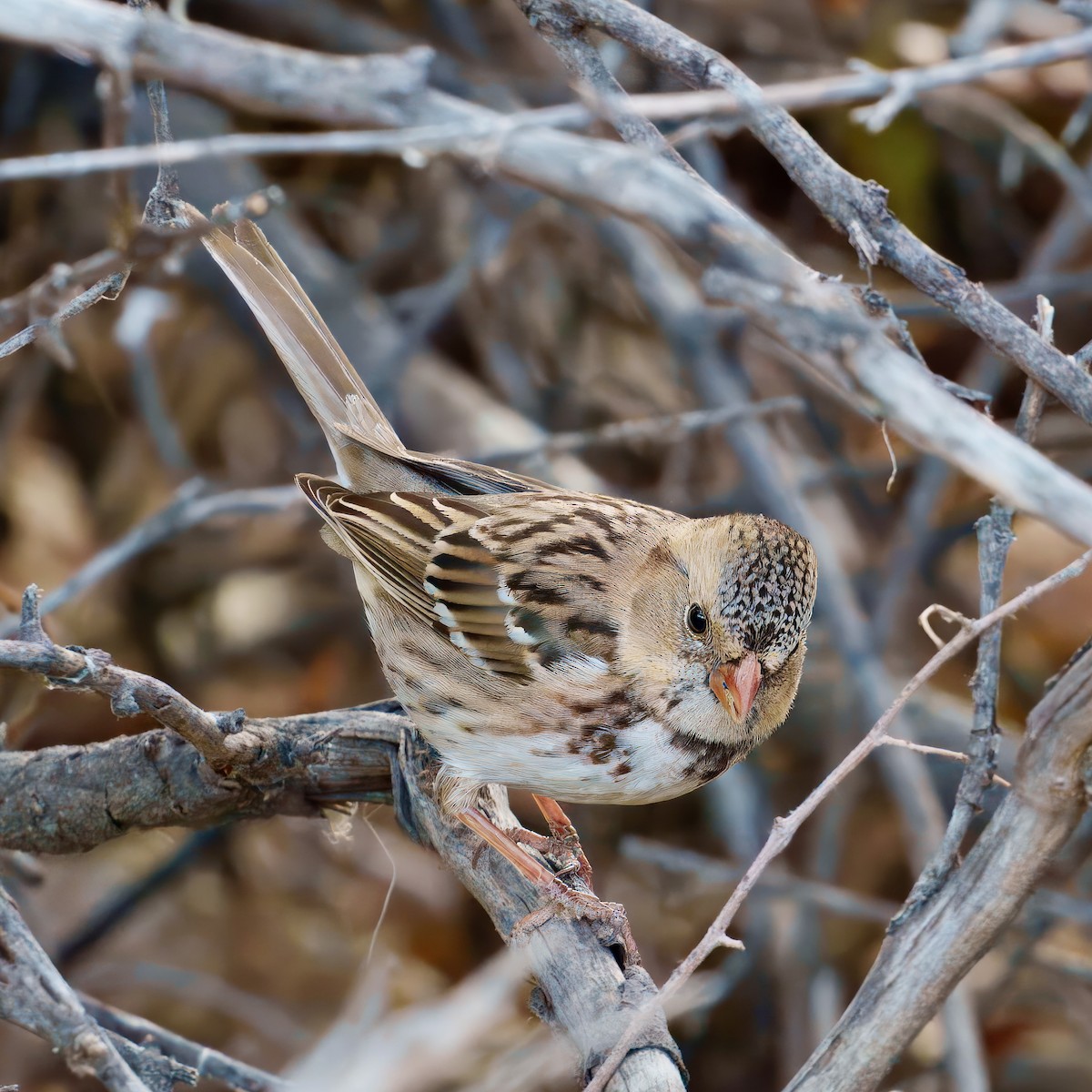Harris's Sparrow - ML627537486