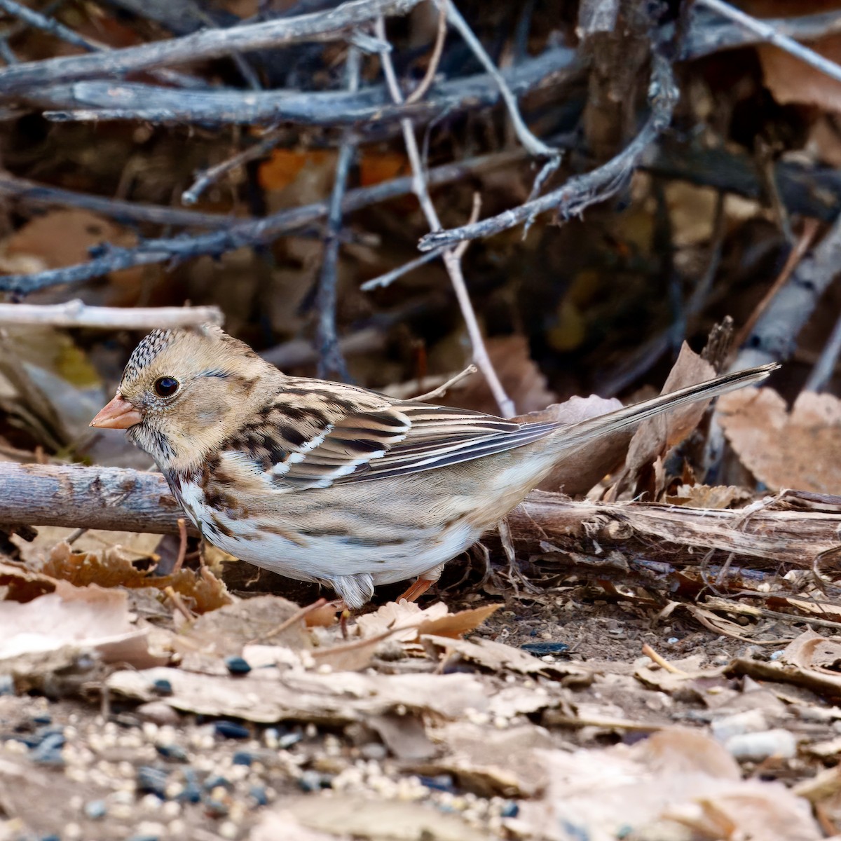Harris's Sparrow - ML627537487