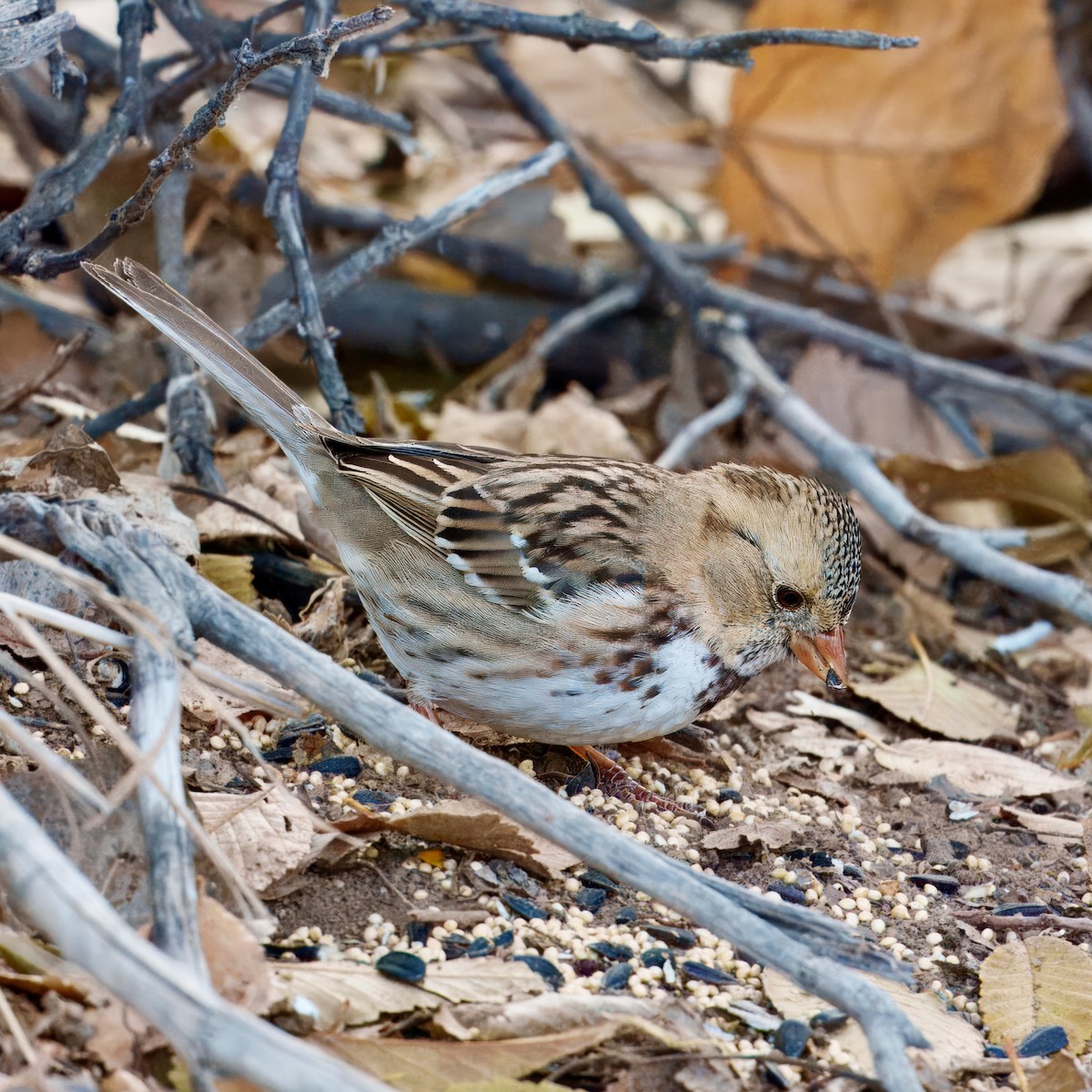 Harris's Sparrow - ML627537488
