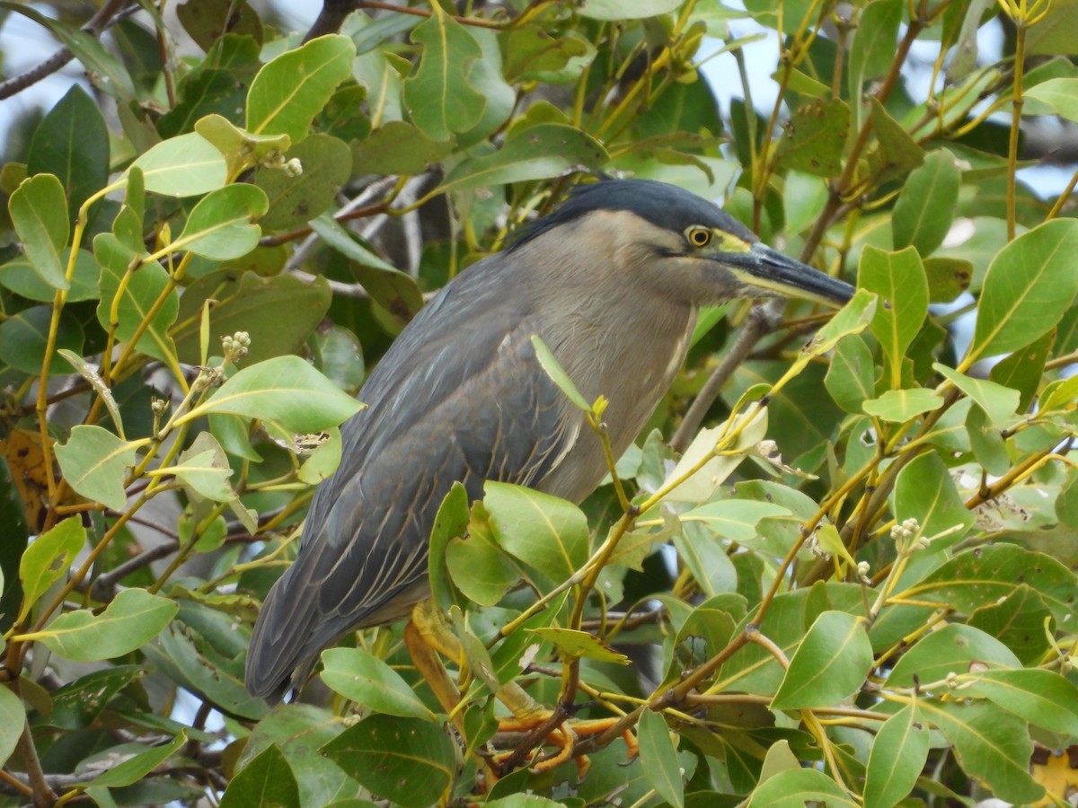 Striated Heron - ML627537545