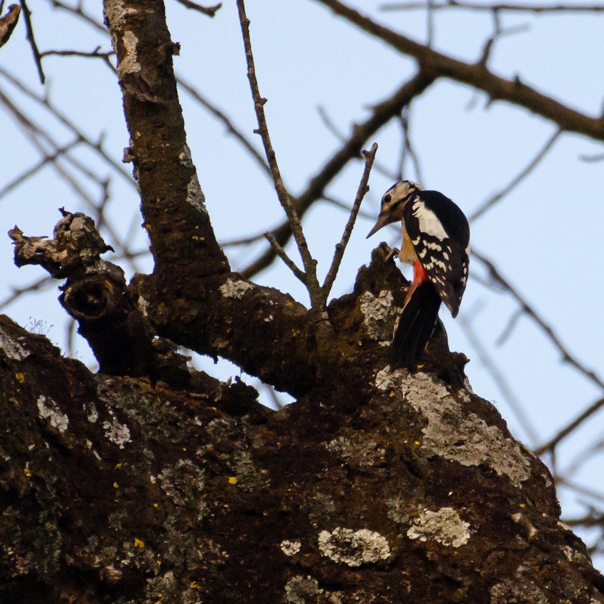 Himalayan Woodpecker - ML627537613