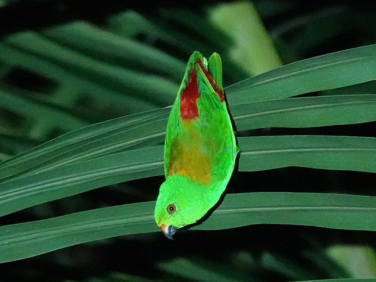 Sula Hanging-Parrot - ML627537654