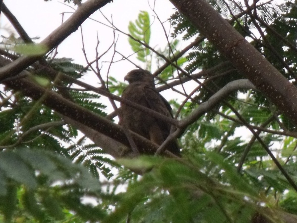 Hawaiian Hawk - ML627537661