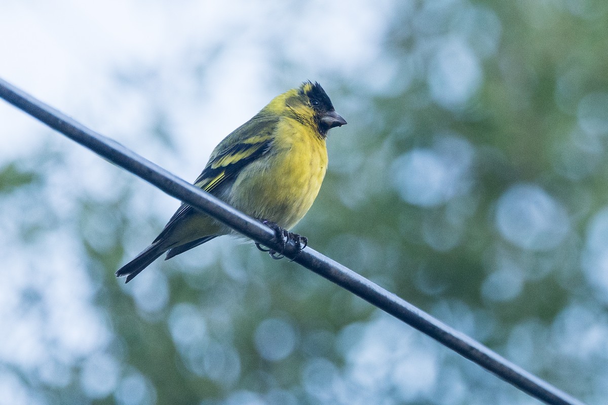 Black-chinned Siskin - ML627537753