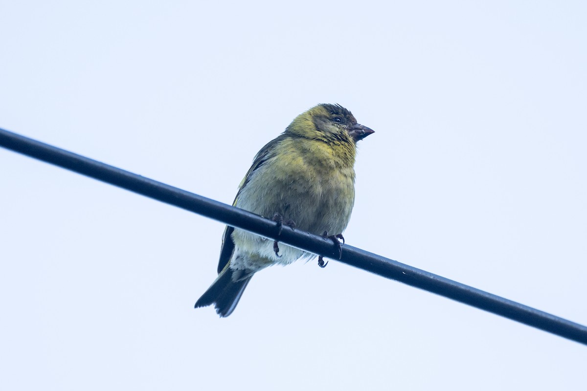 Black-chinned Siskin - ML627537754