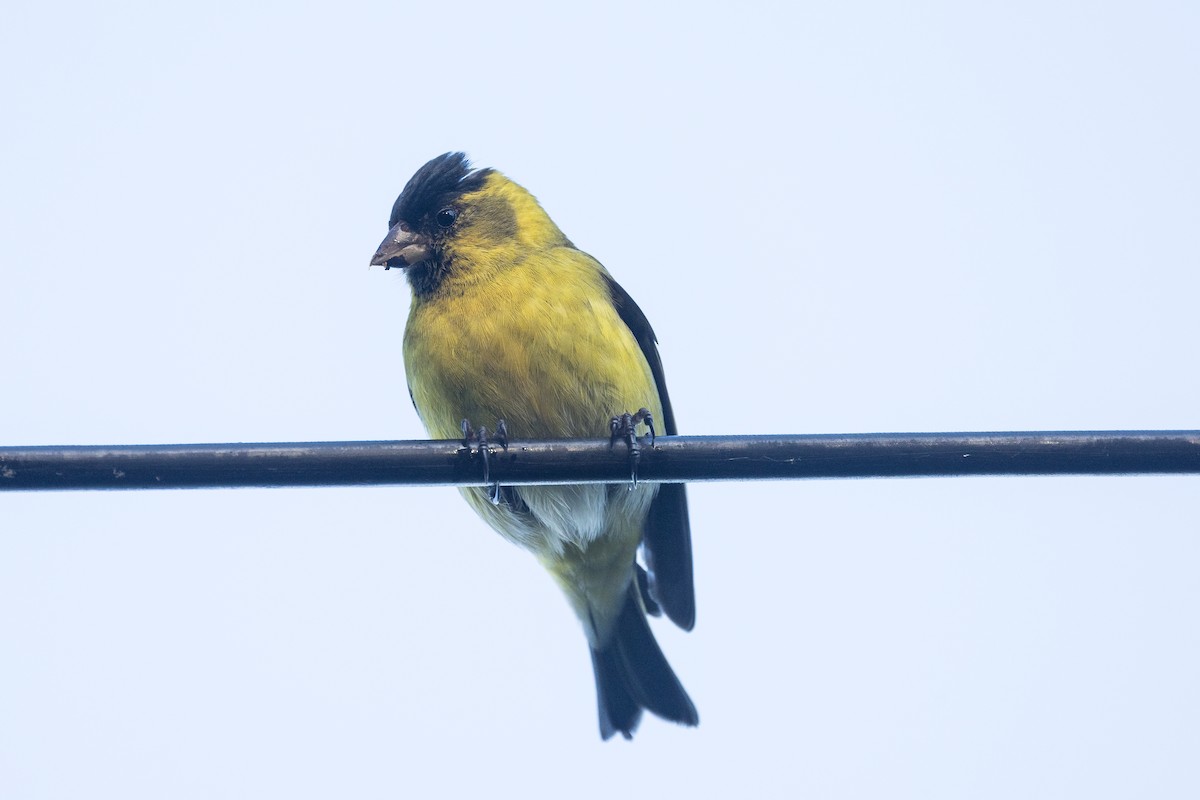 Black-chinned Siskin - ML627537755