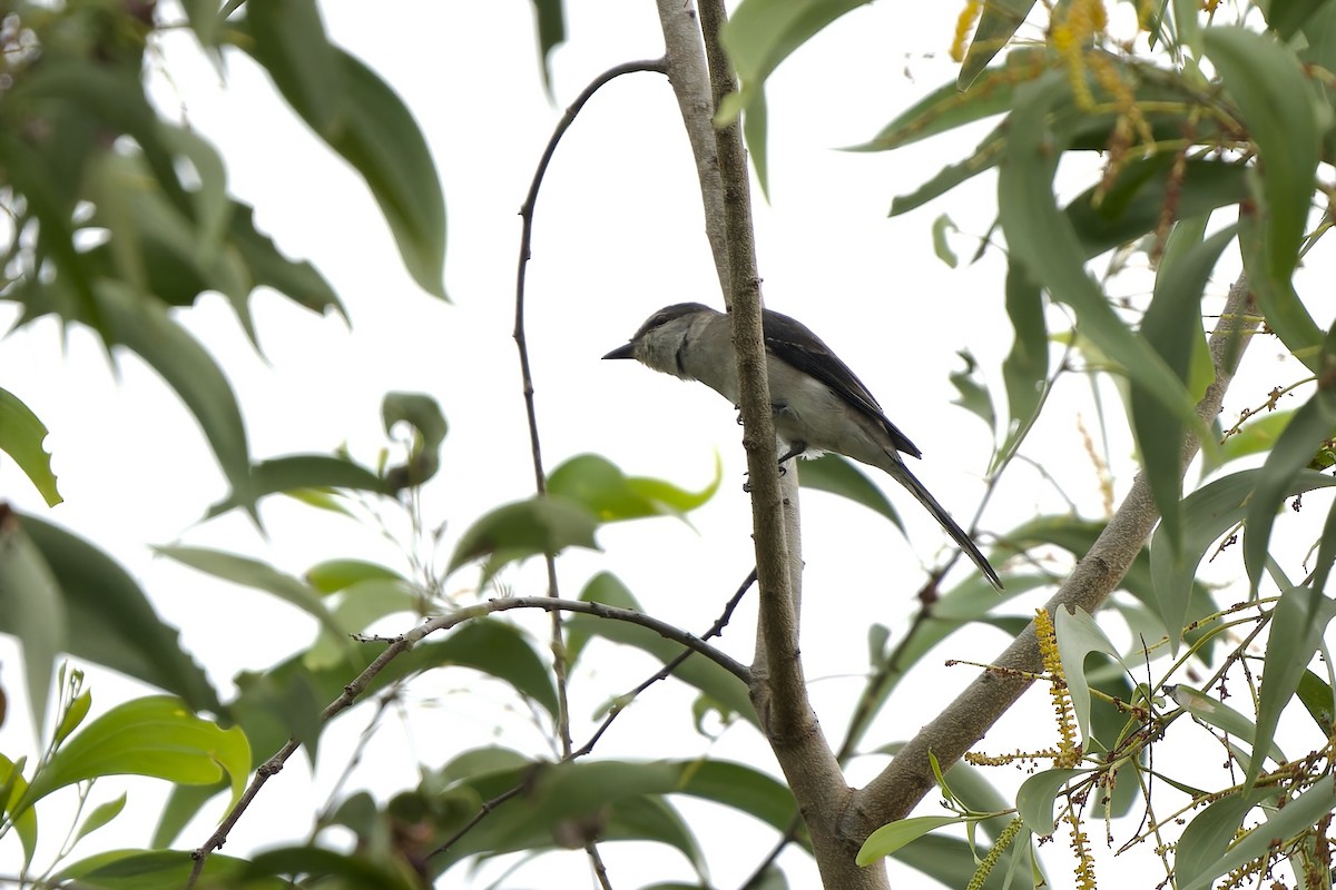 Brown-rumped Minivet - ML627537826