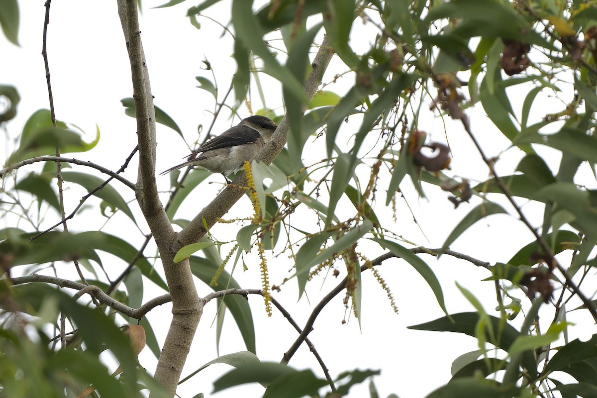 Brown-rumped Minivet - ML627537827