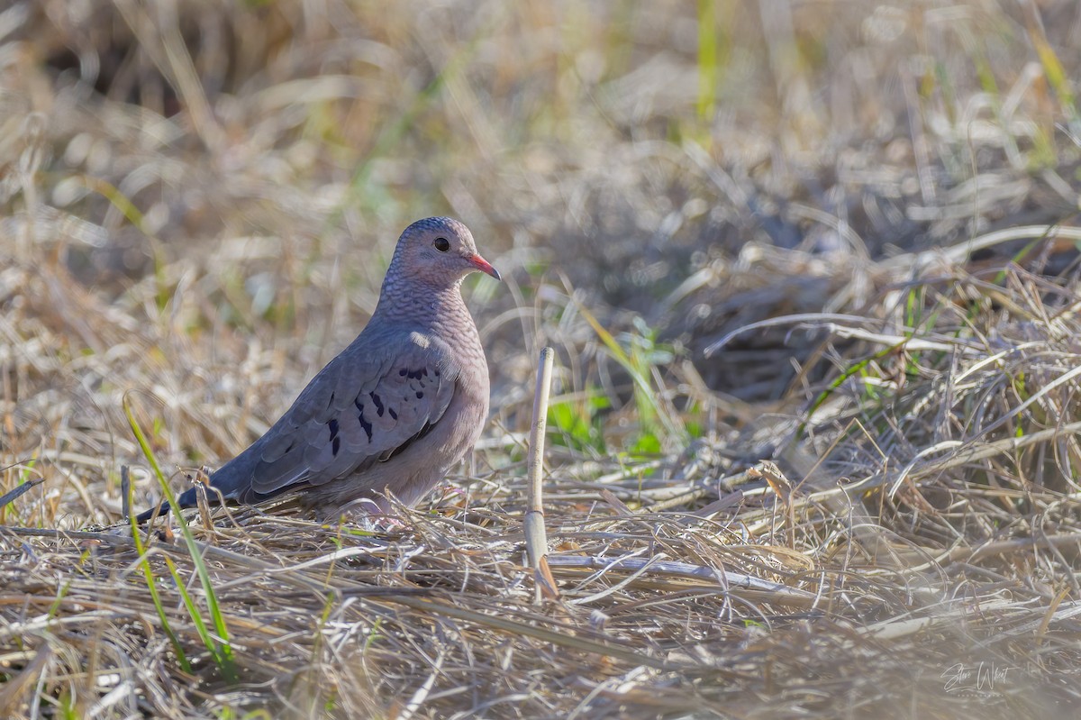 Common Ground Dove - ML627537932