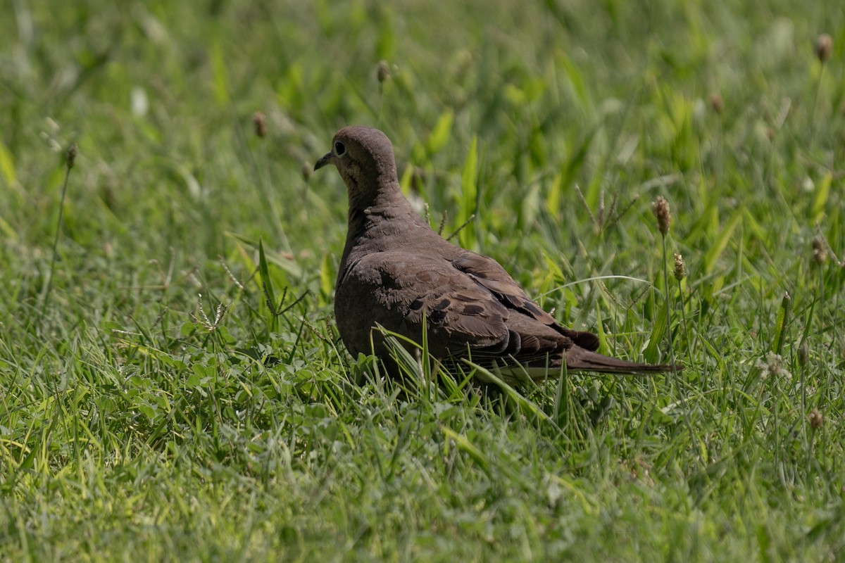 Mourning Dove - ML627538125