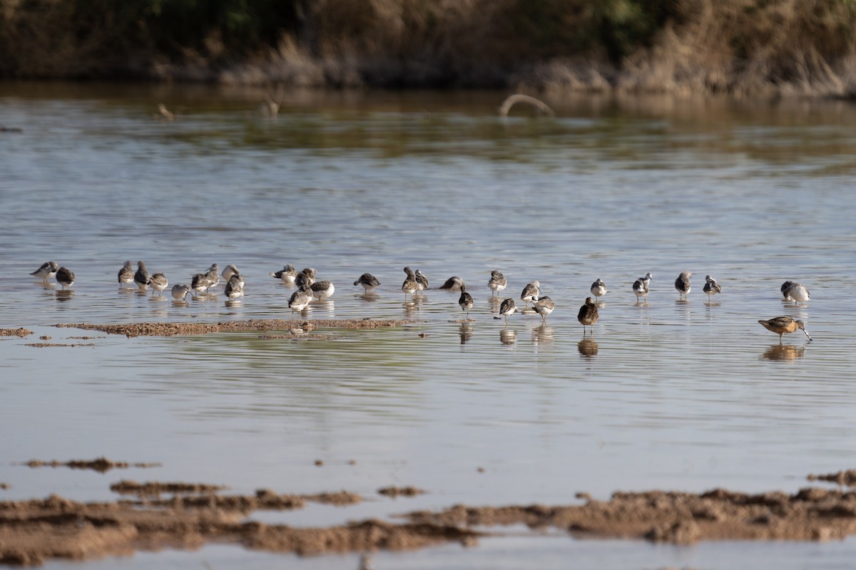 Wilson's Phalarope - ML627538165