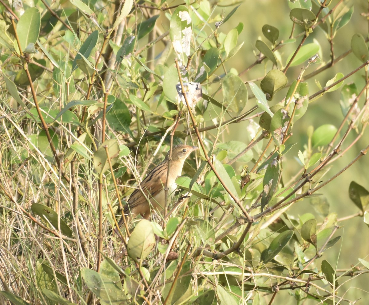 Bristled Grassbird - ML627538288