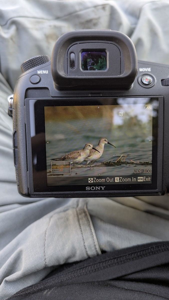 Curlew Sandpiper - ML627538310