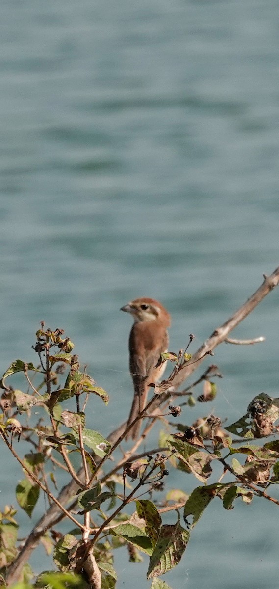 Brown Shrike - ML627538315