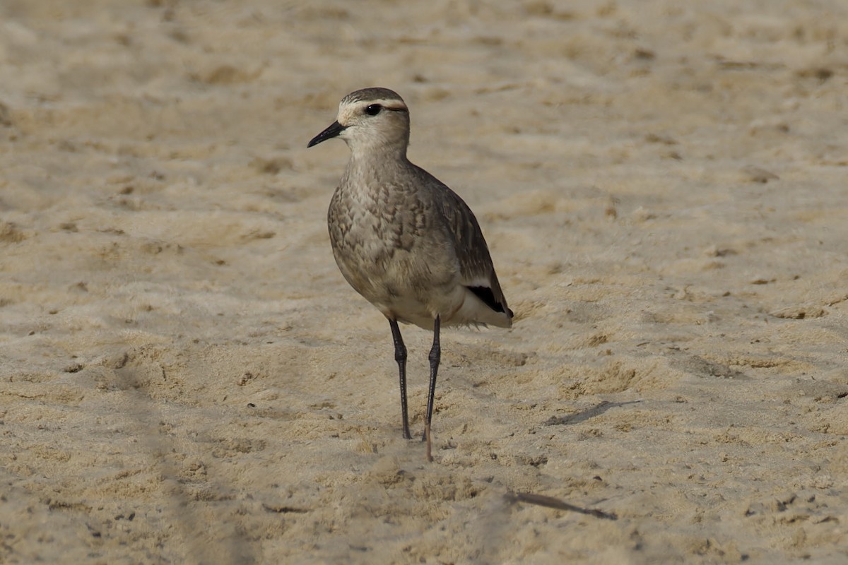 Sociable Lapwing - ML627538316