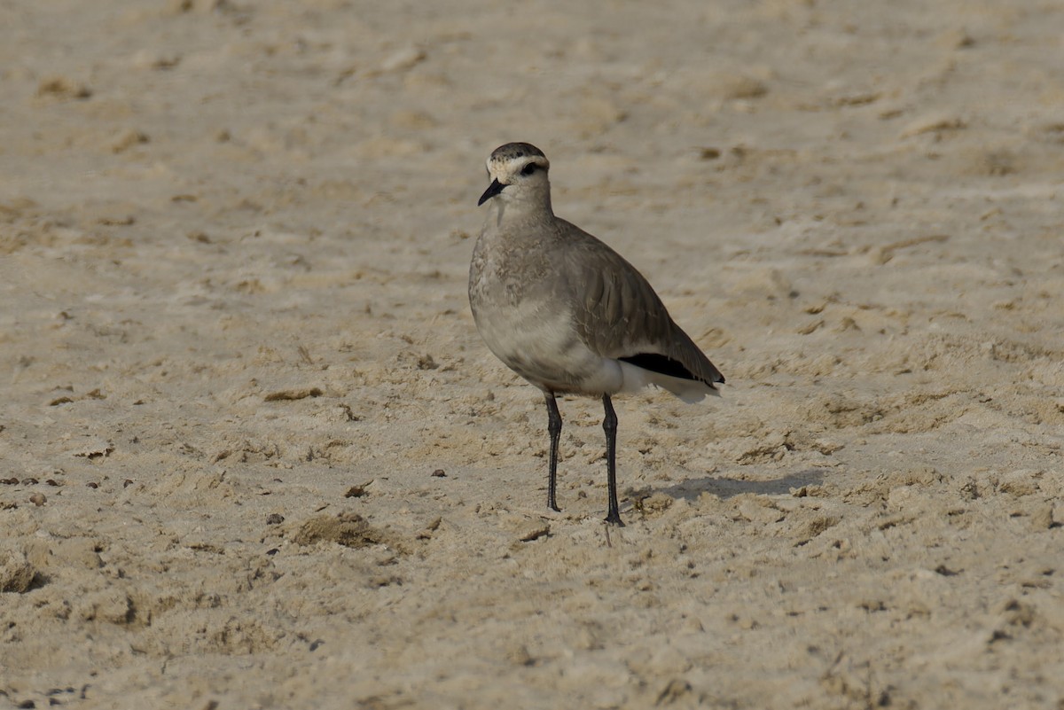 Sociable Lapwing - ML627538317