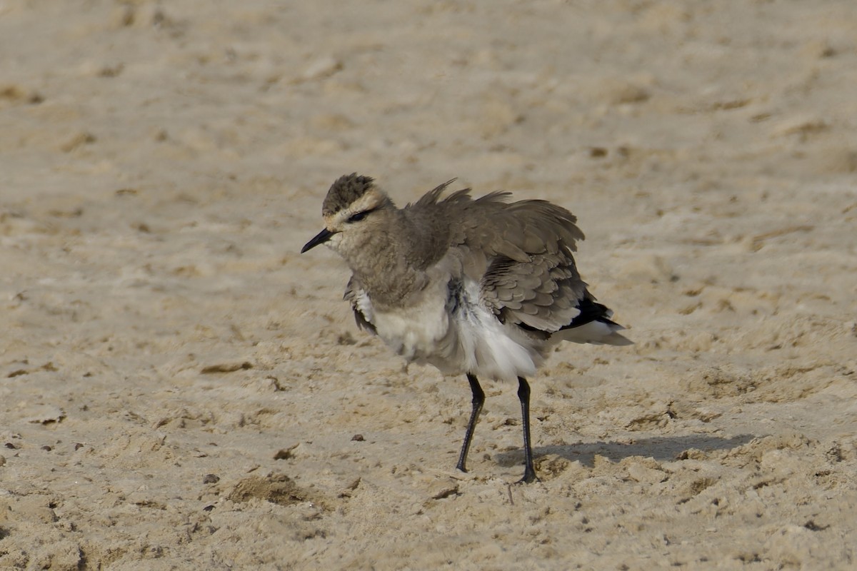 Sociable Lapwing - ML627538318