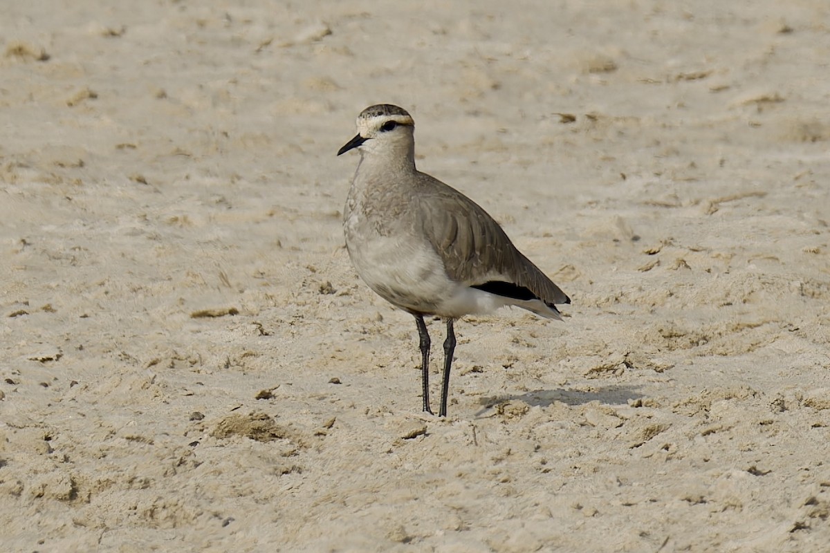 Sociable Lapwing - ML627538319