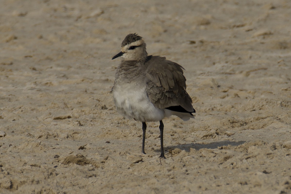 Sociable Lapwing - ML627538320