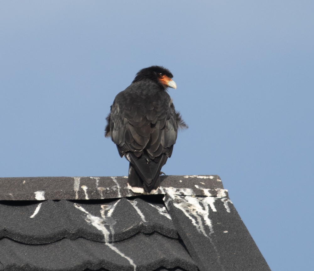 Mountain Caracara - ML627538343