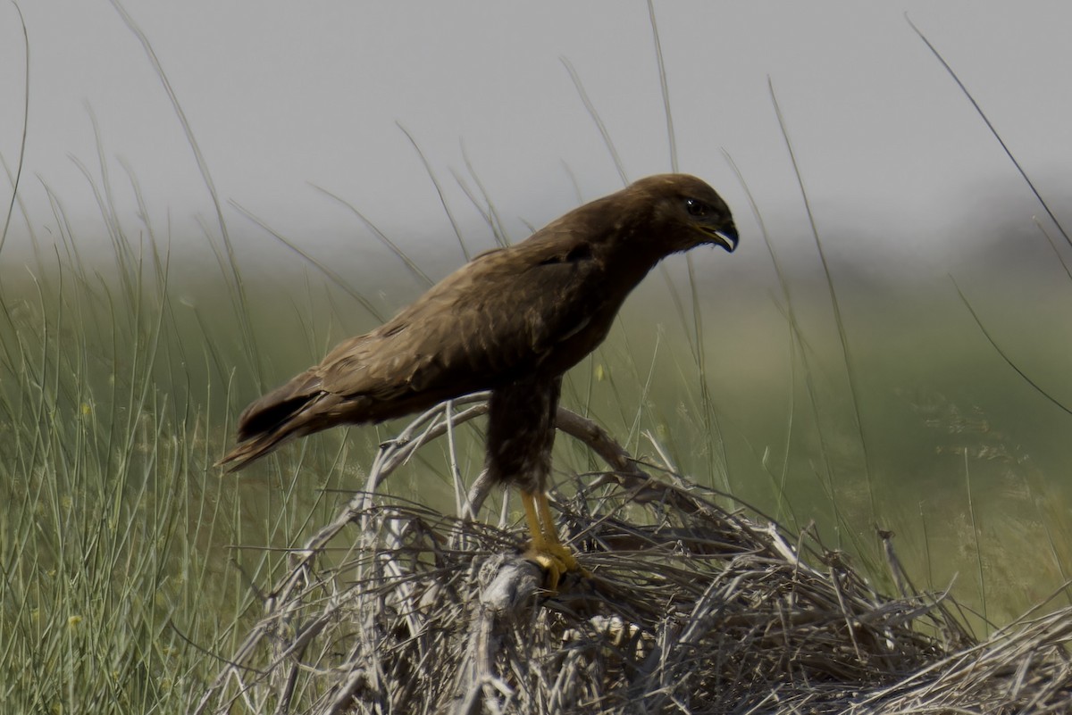 Mäusebussard (vulpinus/menetriesi) - ML627538542