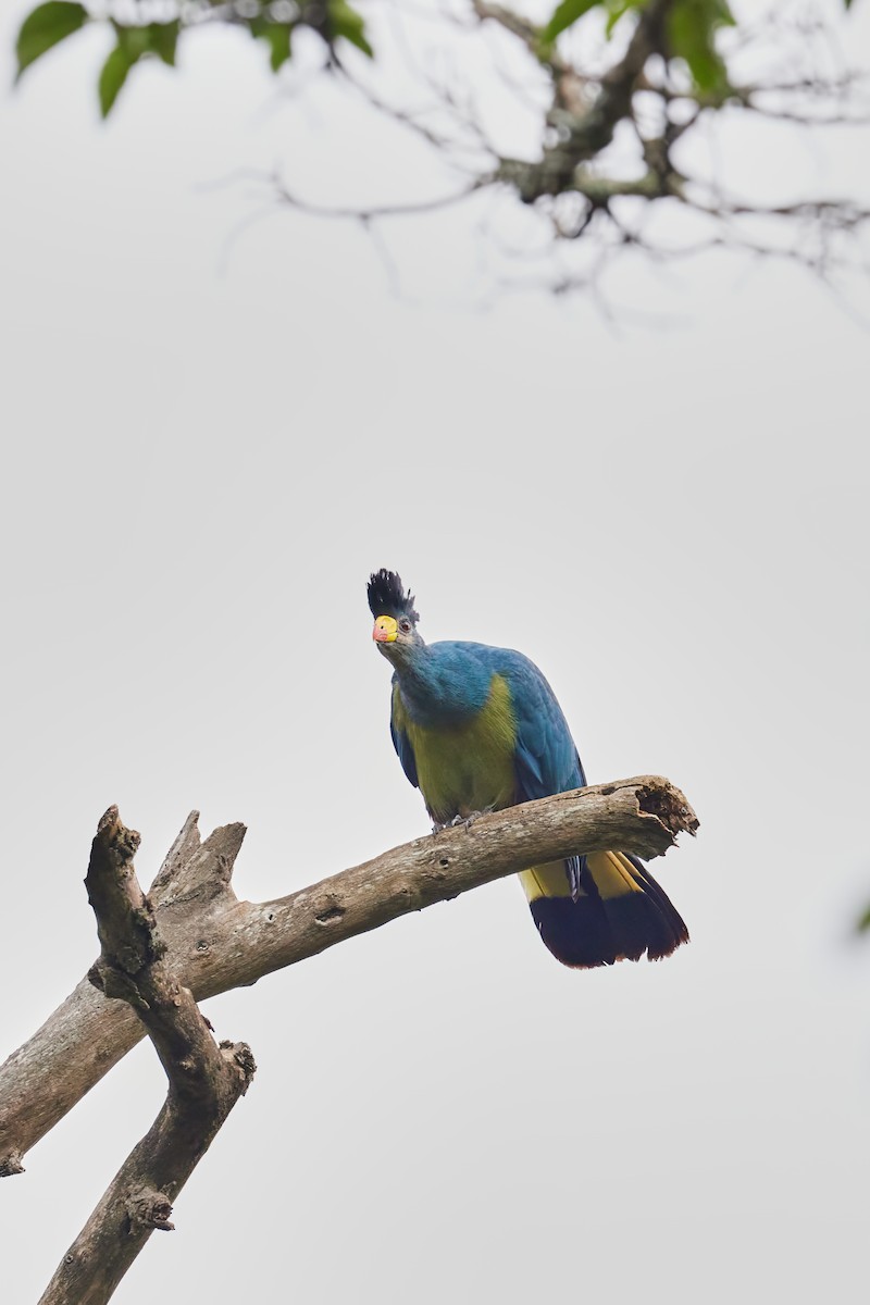 Great Blue Turaco - ML627538555