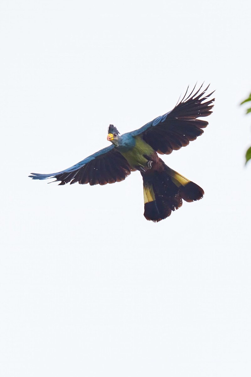 Great Blue Turaco - ML627538557