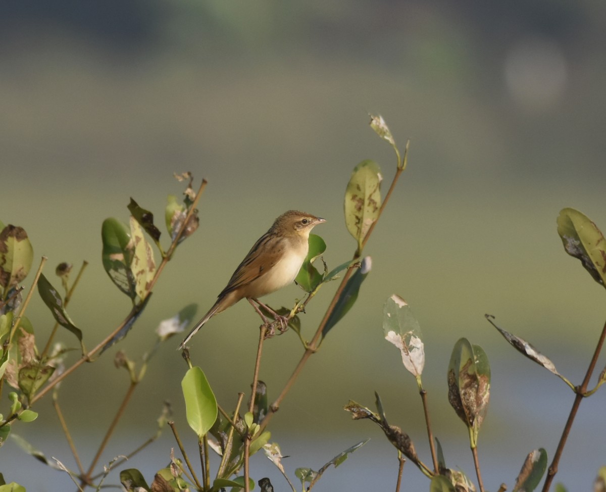 Bristled Grassbird - ML627538700