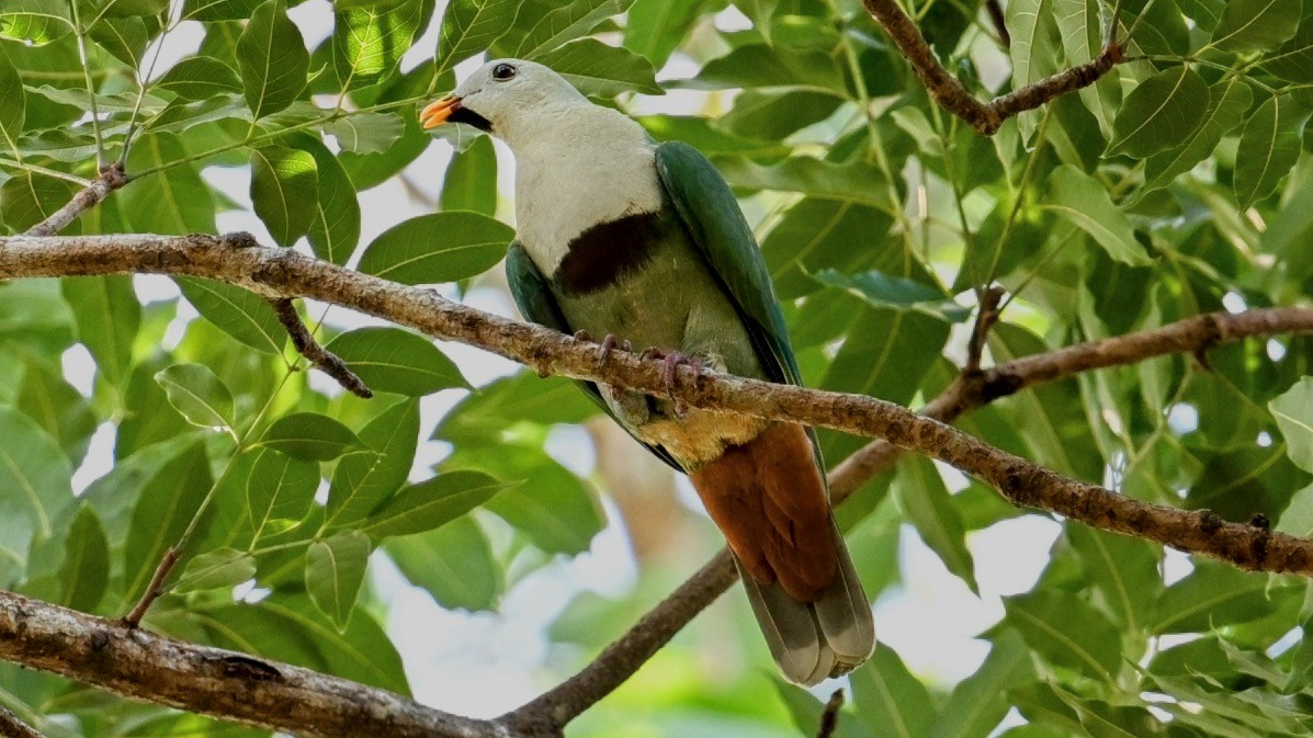 Black-chinned Fruit-Dove - ML627538733