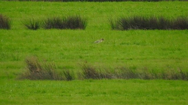Tundra Bean-Goose - ML627538746
