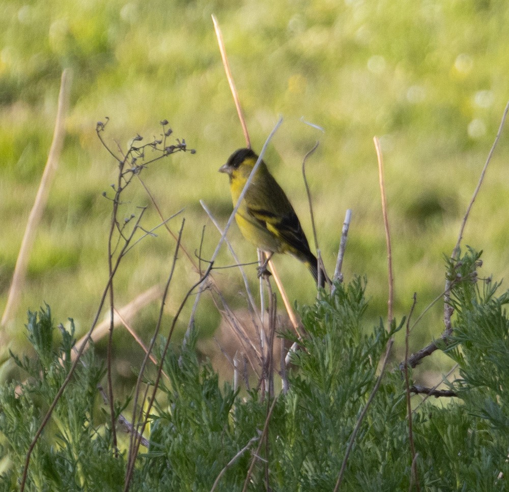 Black-chinned Siskin - ML627538831