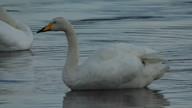 Whooper Swan - ML627538911