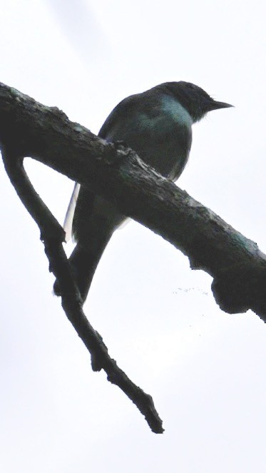 Mangrove Whistler - ML627539235