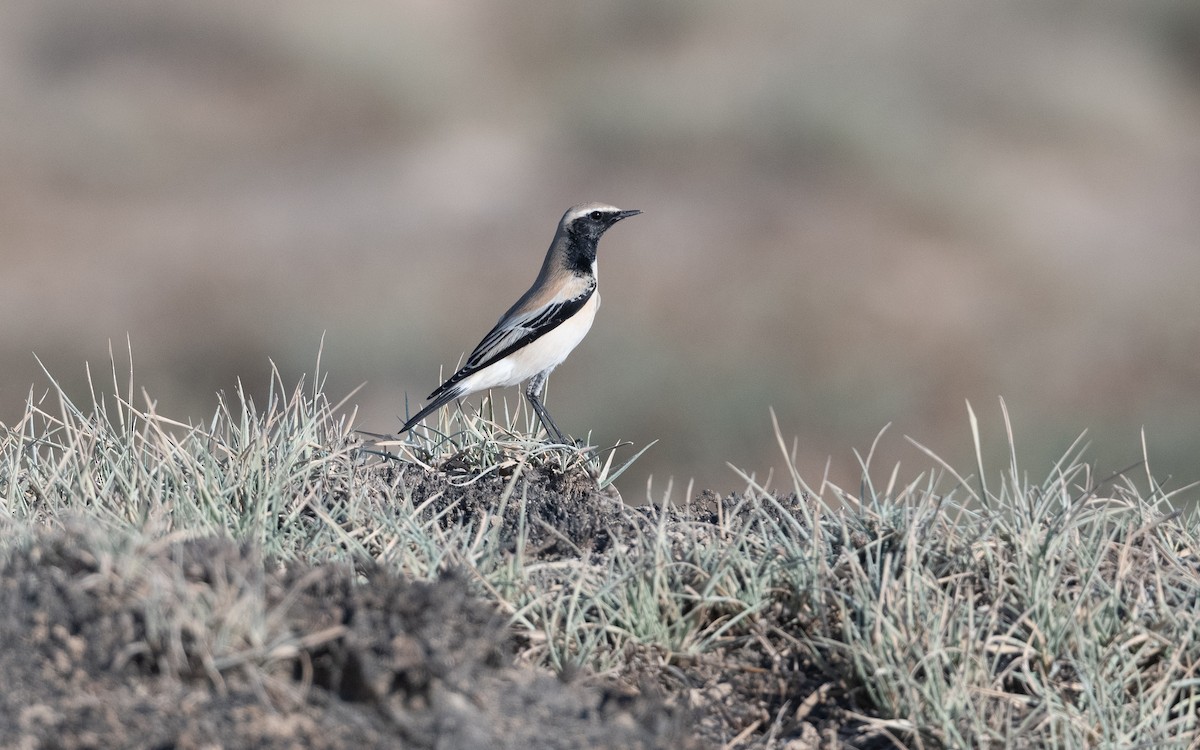 Desert Wheatear - ML627539260