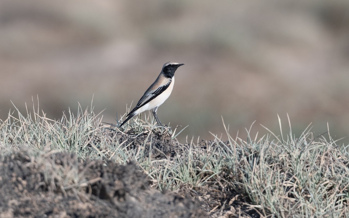 Desert Wheatear - ML627539261