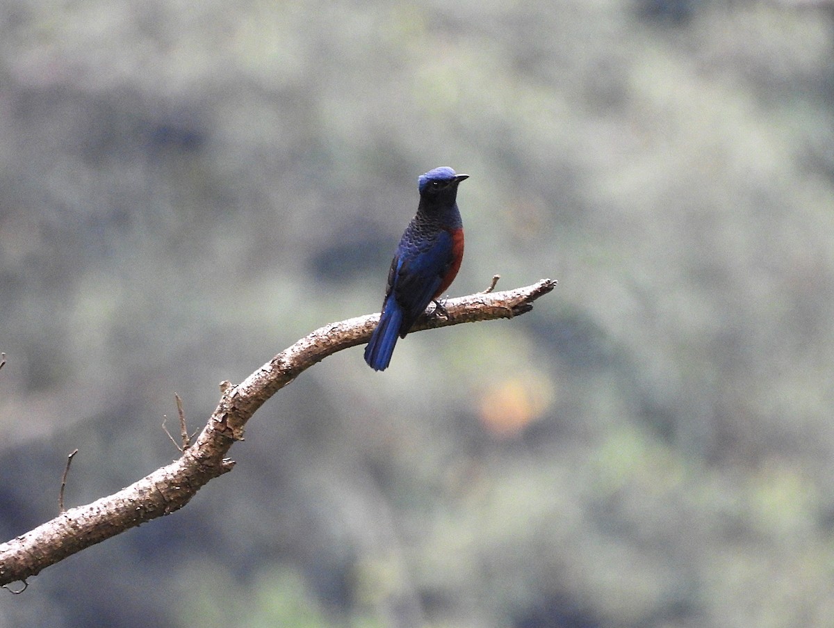 Chestnut-bellied Rock-Thrush - ML627539283