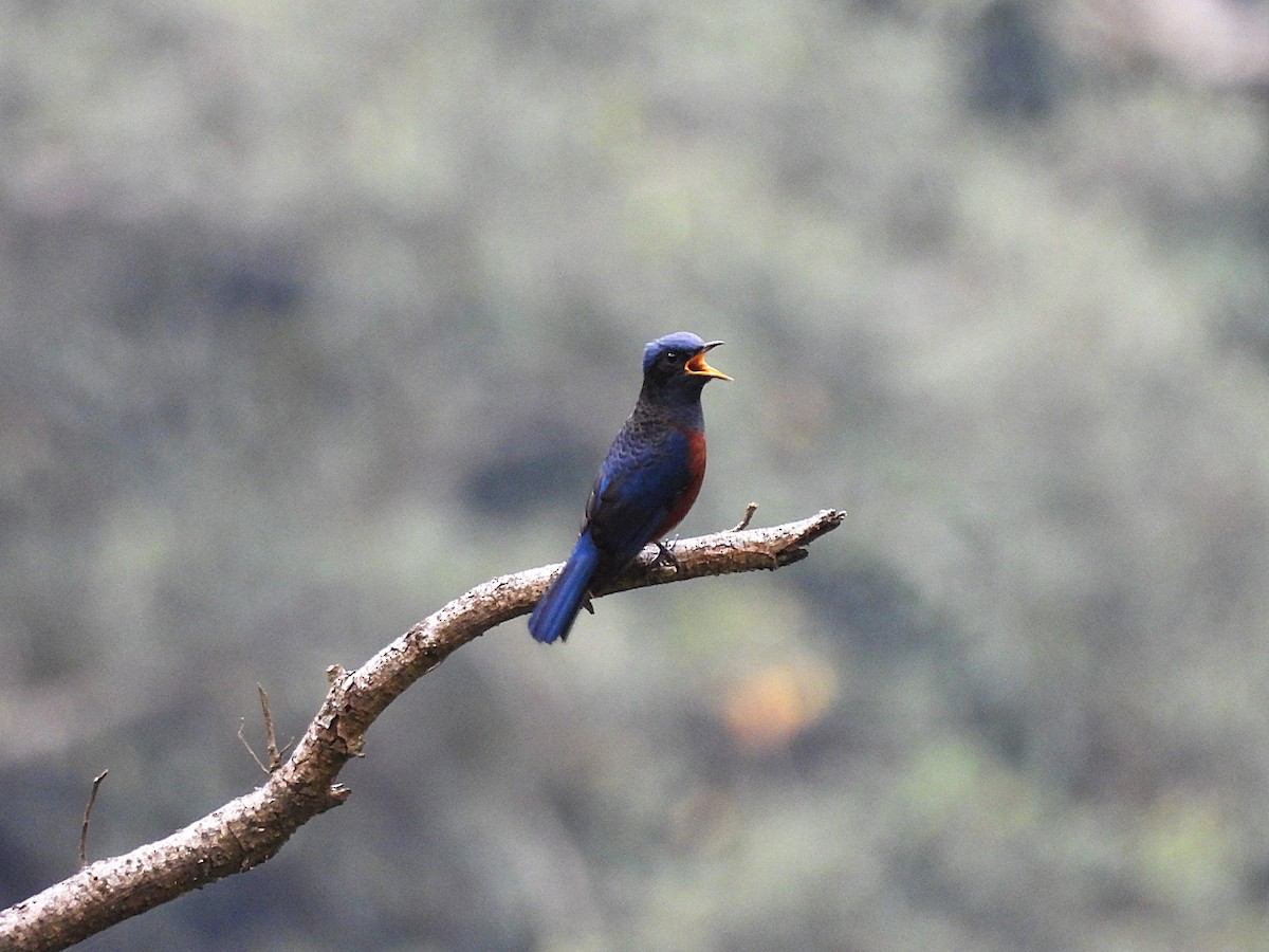 Chestnut-bellied Rock-Thrush - ML627539284