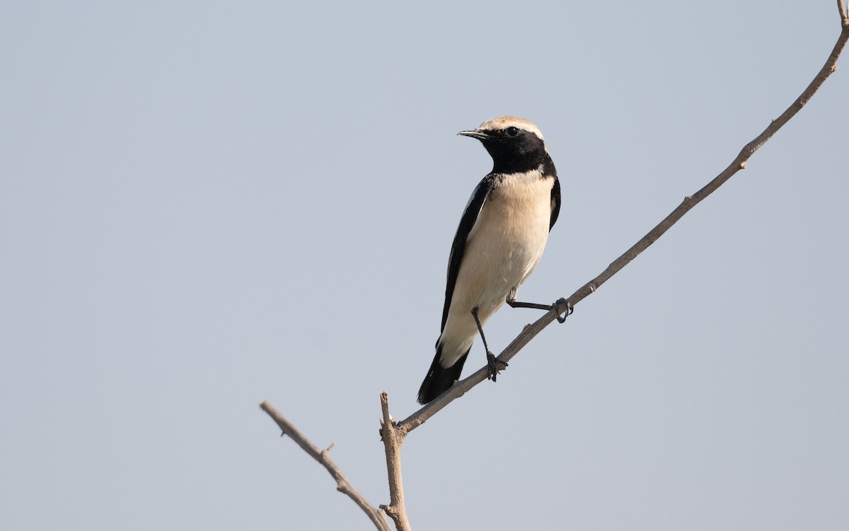 Desert Wheatear - ML627539451