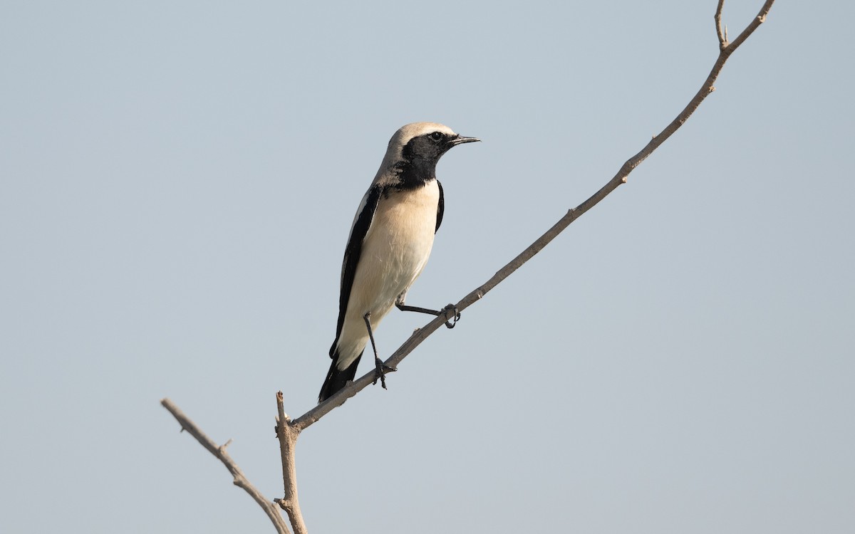 Desert Wheatear - ML627539452