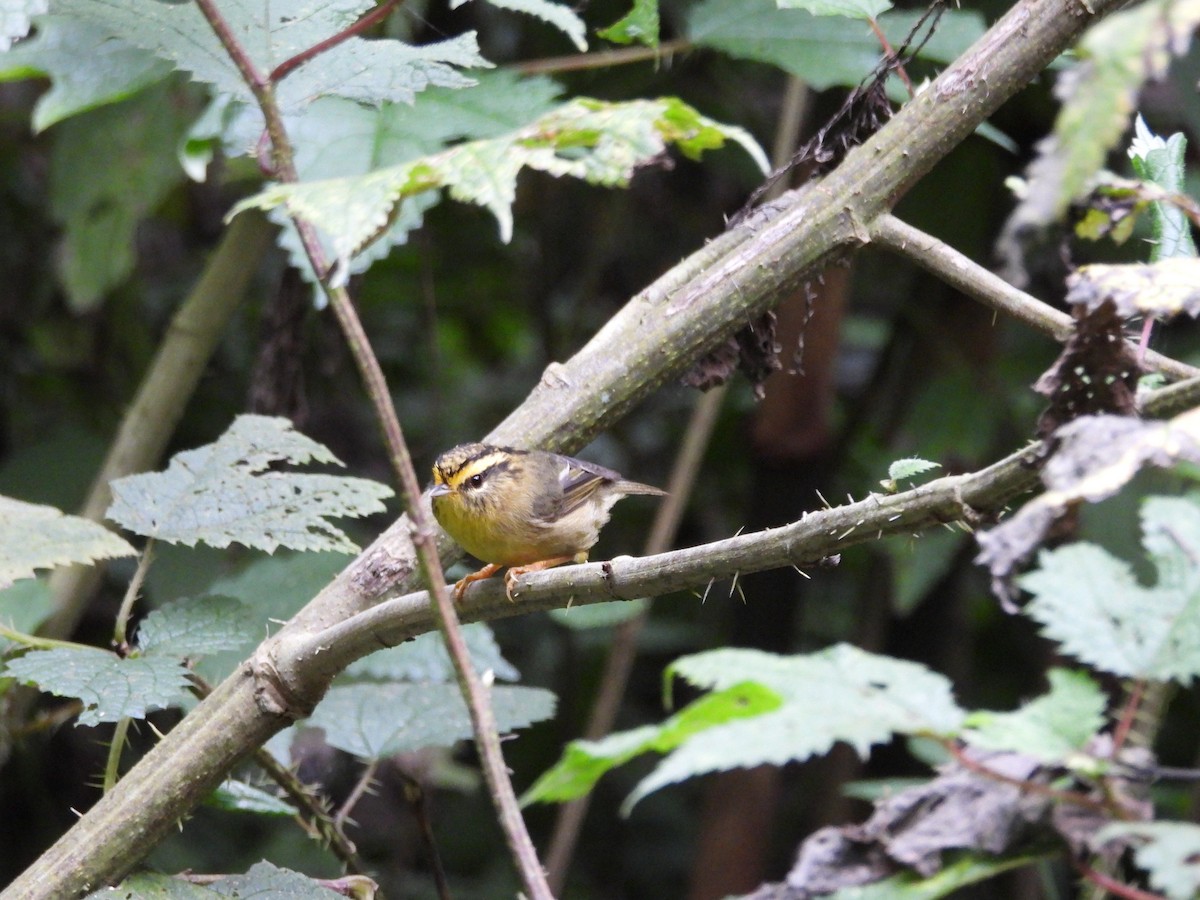 Yellow-throated Fulvetta - ML627539476