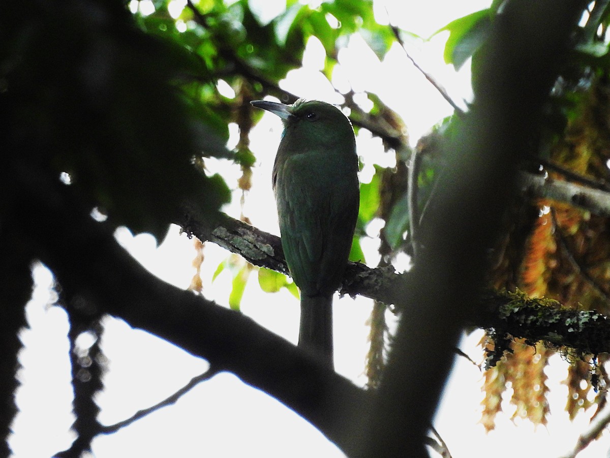 Blue-bearded Bee-eater - ML627539565