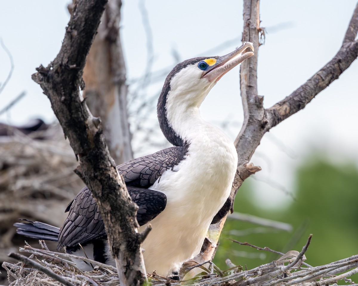 Pied Cormorant - ML627539581