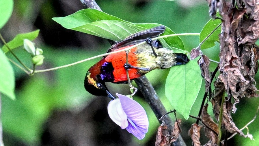 Purple-throated Sunbird - ML627539607