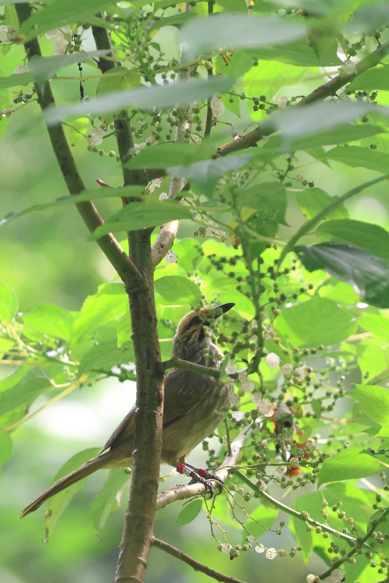 Bulbul à tête jaune - ML627539726