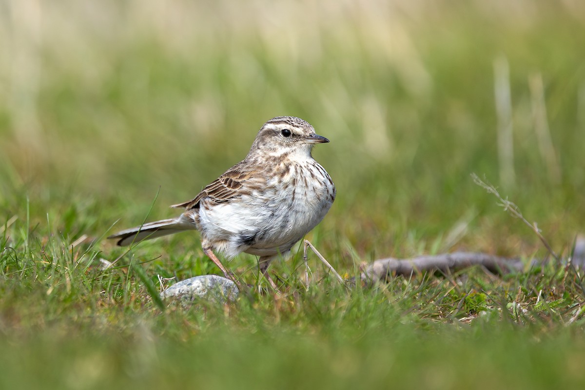 New Zealand Pipit - ML627539734